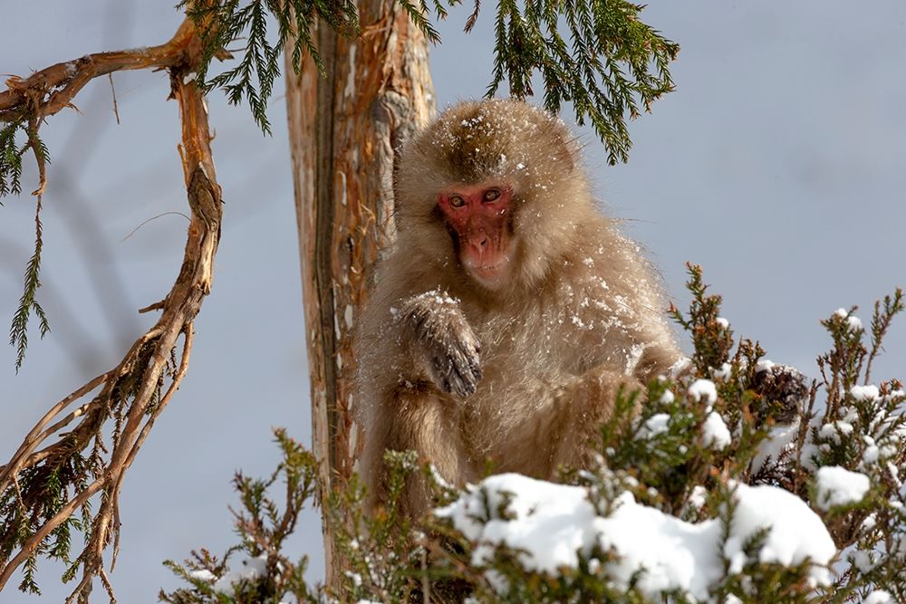 Japan-Nagano An adult Japanese snow monkey sits in a cedar tree art print by Ellen Goff for $57.95 CAD